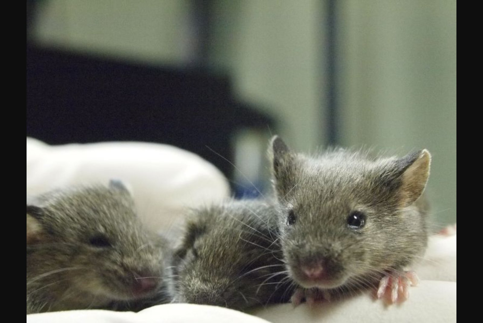 Two Decades of Mouse Cloning Reveal Cumulative Genetic Damage and a Hard Biological Limit