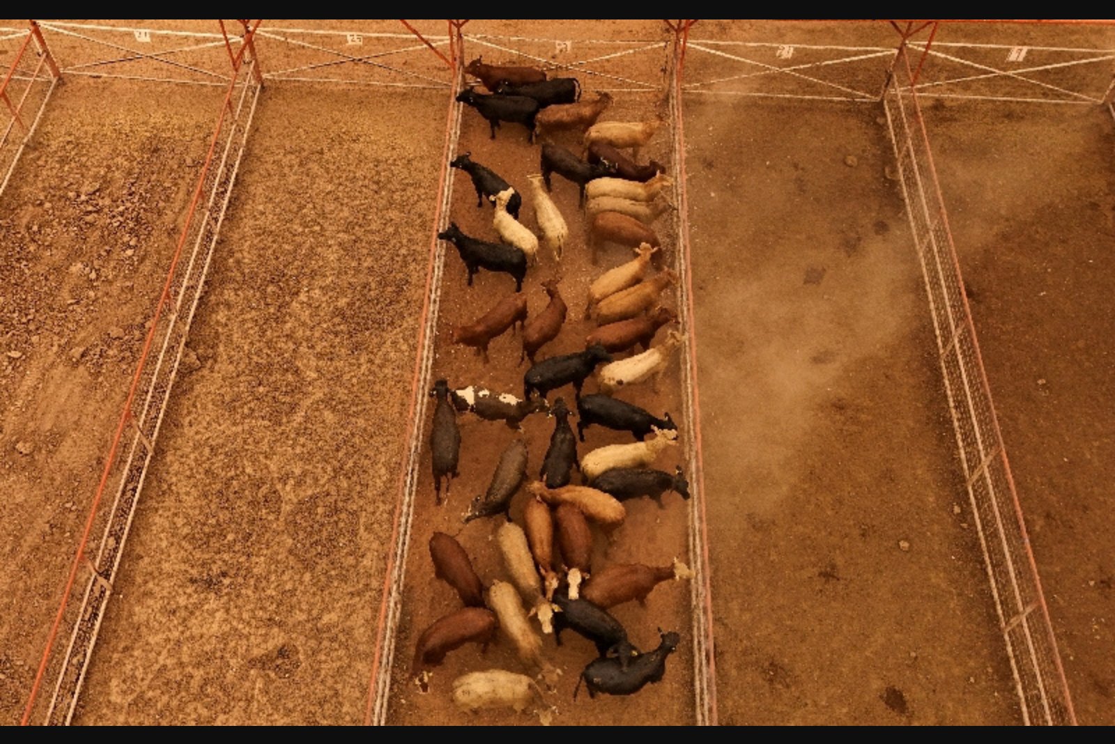Mexico Moves to Boost U.S. Beef Shipments as Screwworm Outbreak Shuts Live Exports