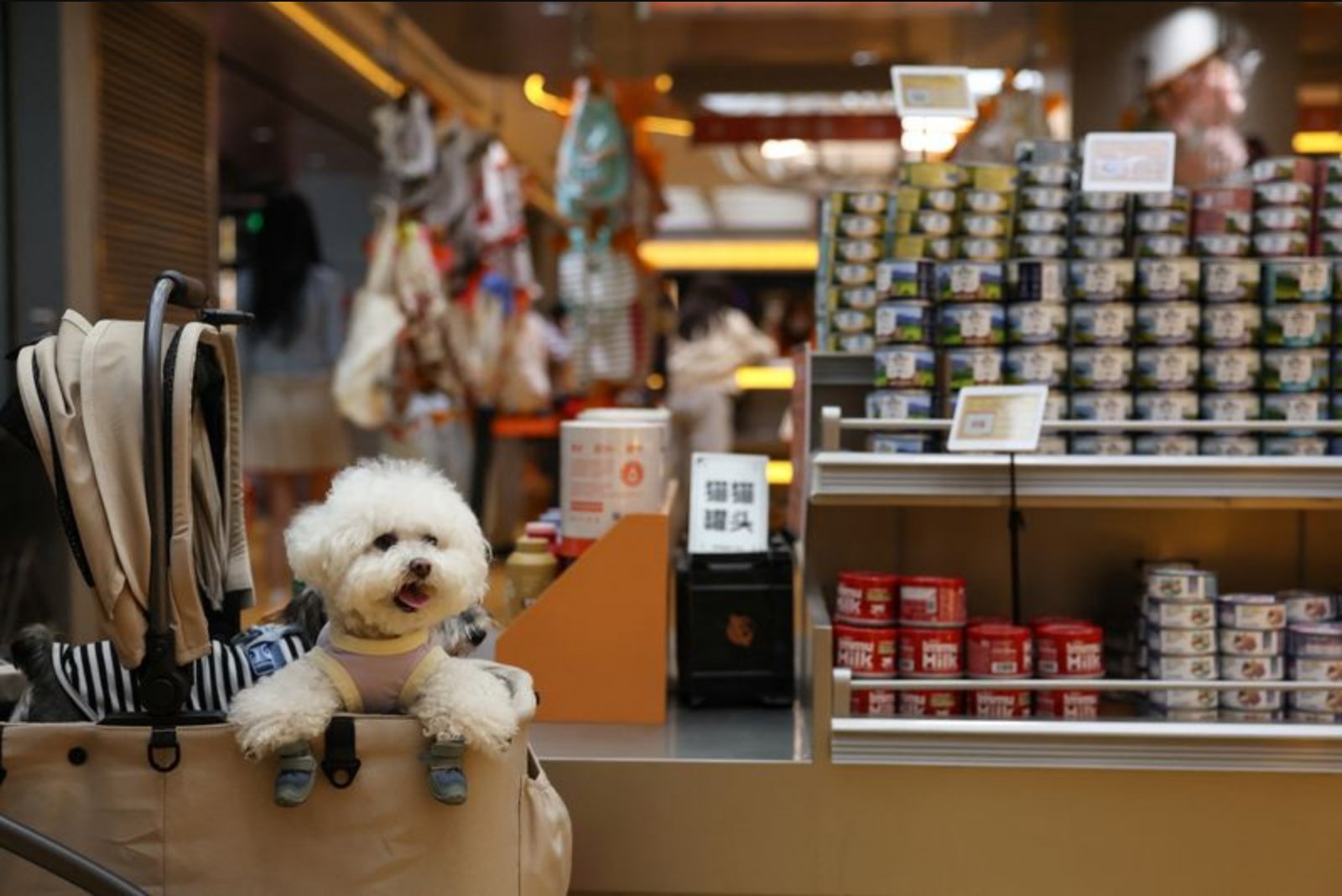 Local Brands Fuel Surge in China’s $24 Billion Pet Food Market as Global Players Lose Ground