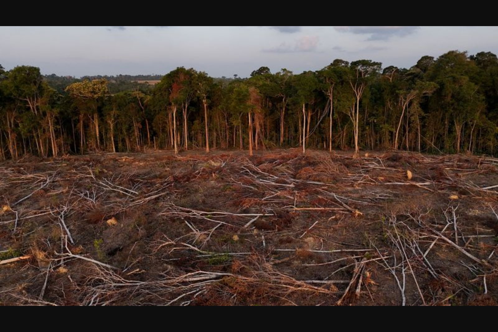 Global tropical forest loss slowed in 2025 but risks persist, report finds