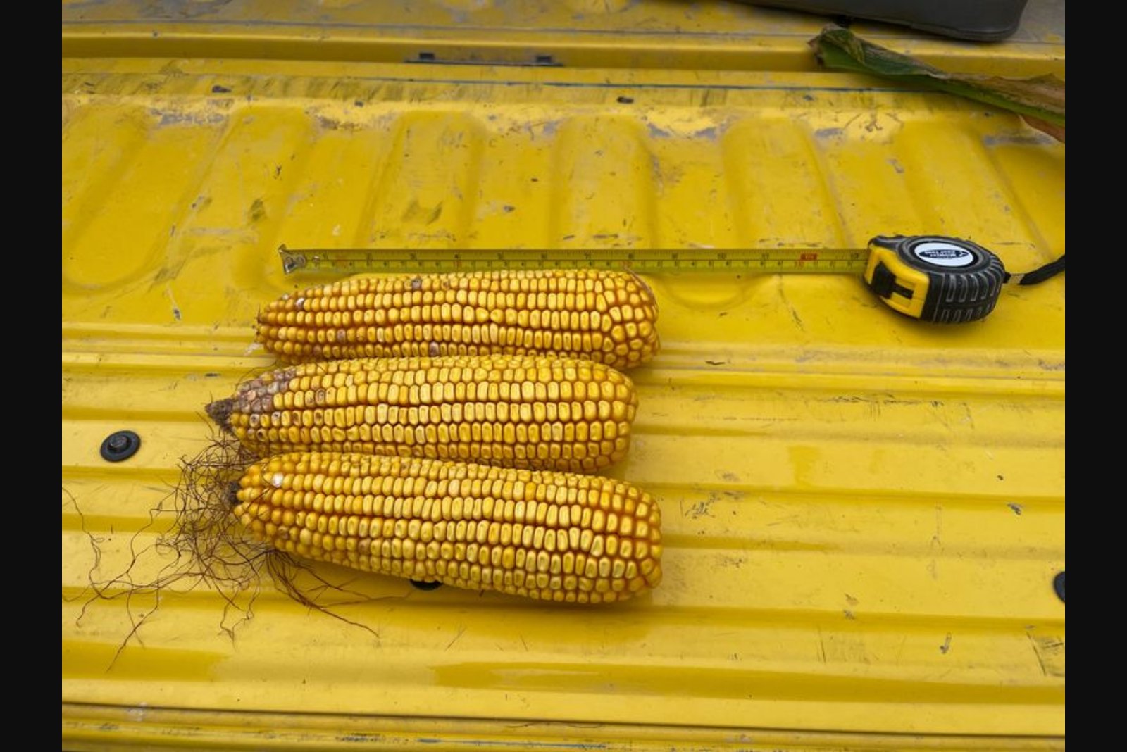 U.S. Farmers Plan Less Corn, More Soybeans as Fertilizer Costs Surge Amid Iran Conflict