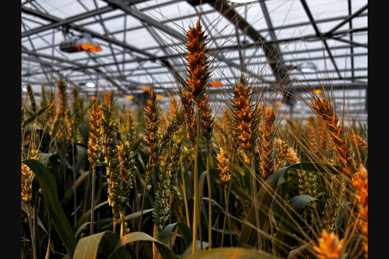 U.S. Wheat Industry Pins Hopes on Hybrid and GMO Seed Advances to Restore Profitability