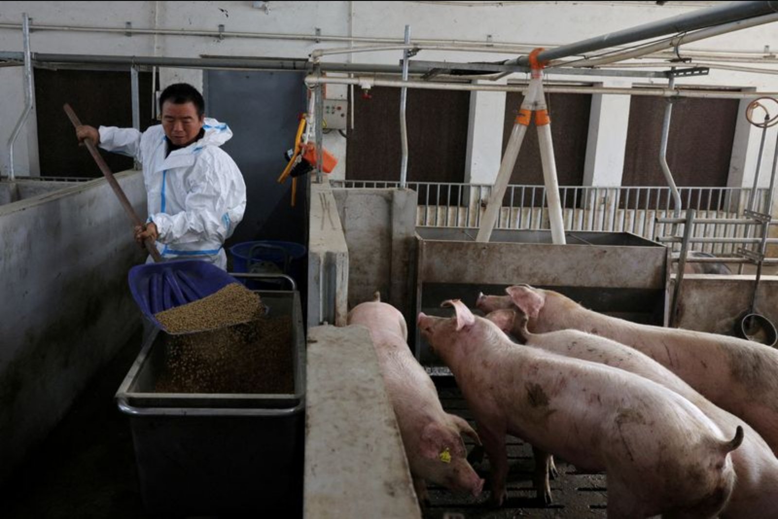 China Turns to Fermented Feed to Cut Soybean Dependence and Lower Pork Costs