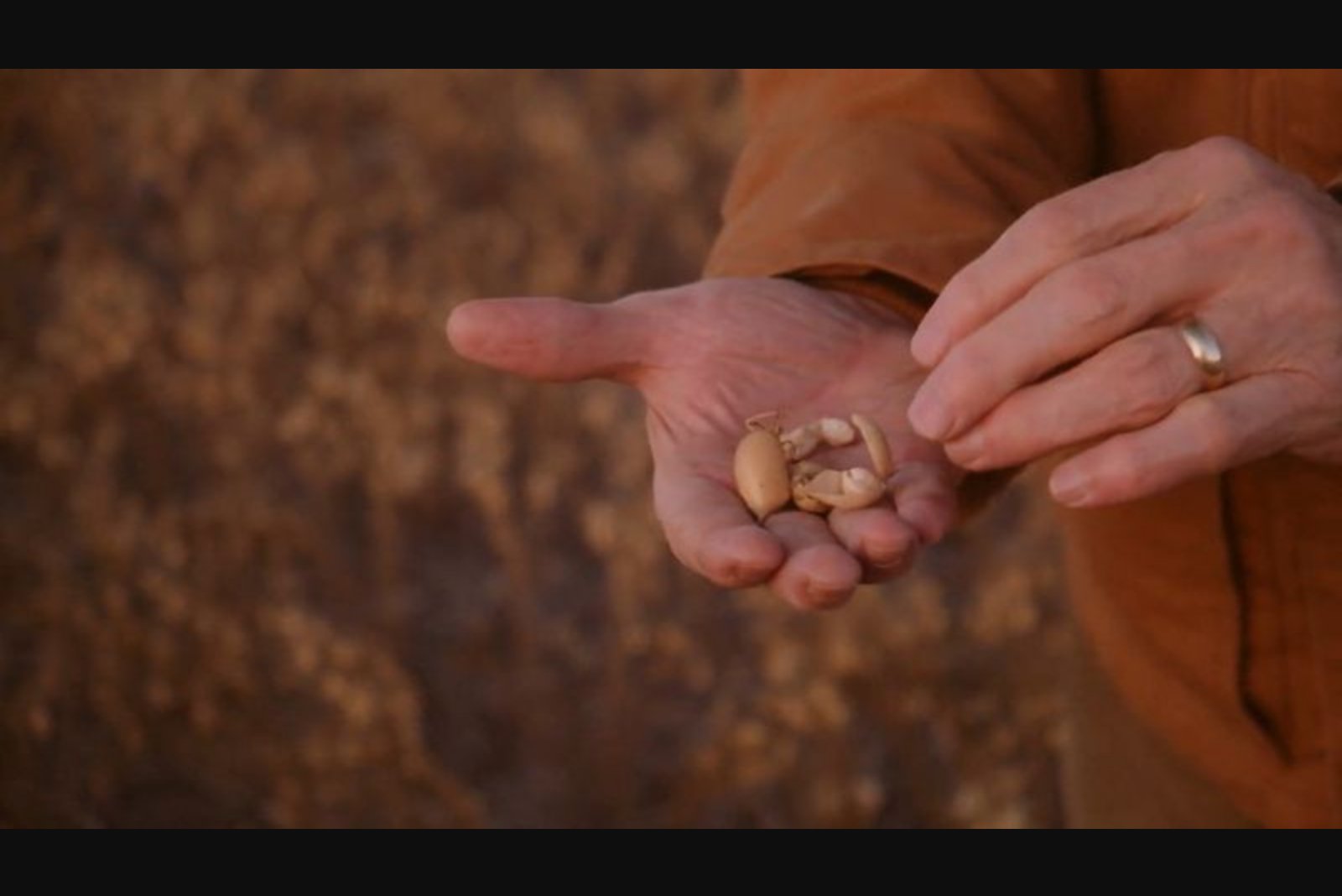 Protein Push and GLP-1 Uptake Drive U.S. Farmers Toward Peas and Lentils