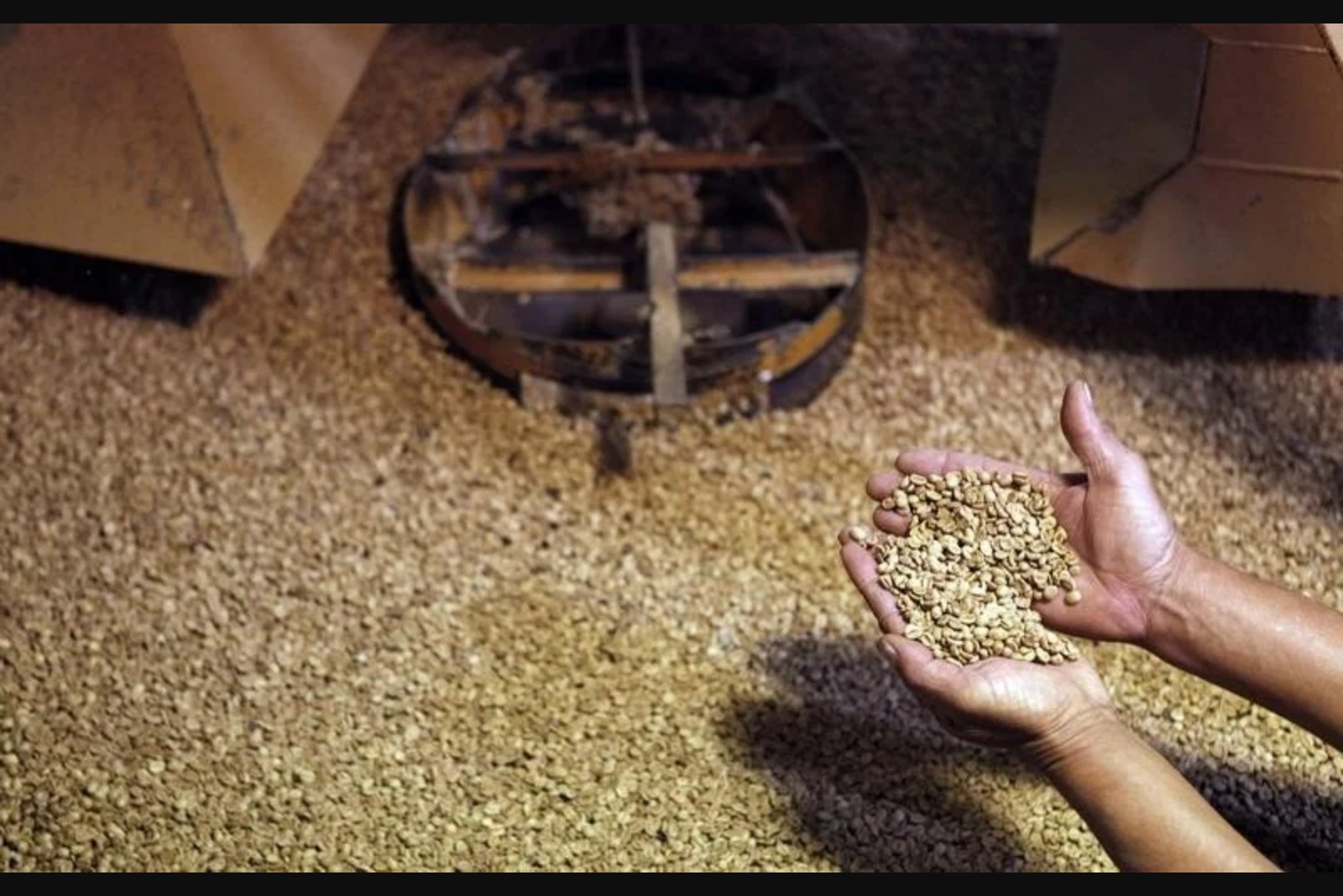 Study Challenges Notion That Robusta Coffee Is More Climate-Resistant