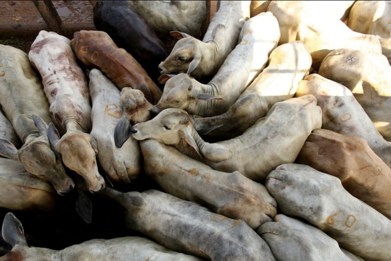 Brazil Mulls Minimum 8,000 Ton Annual Export Quotas per Beef Company for China, Legal Opinion Says