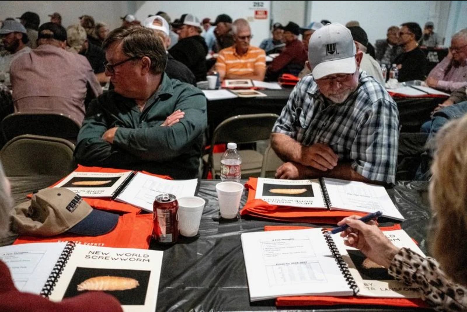 Texas screwworm detection puts ranchers on high alert and lifts cattle futures