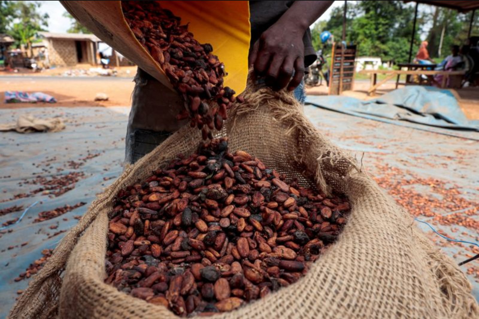 Will Coffee Follow Cocoa’s Collapse? Traders Brace for a Price Drop