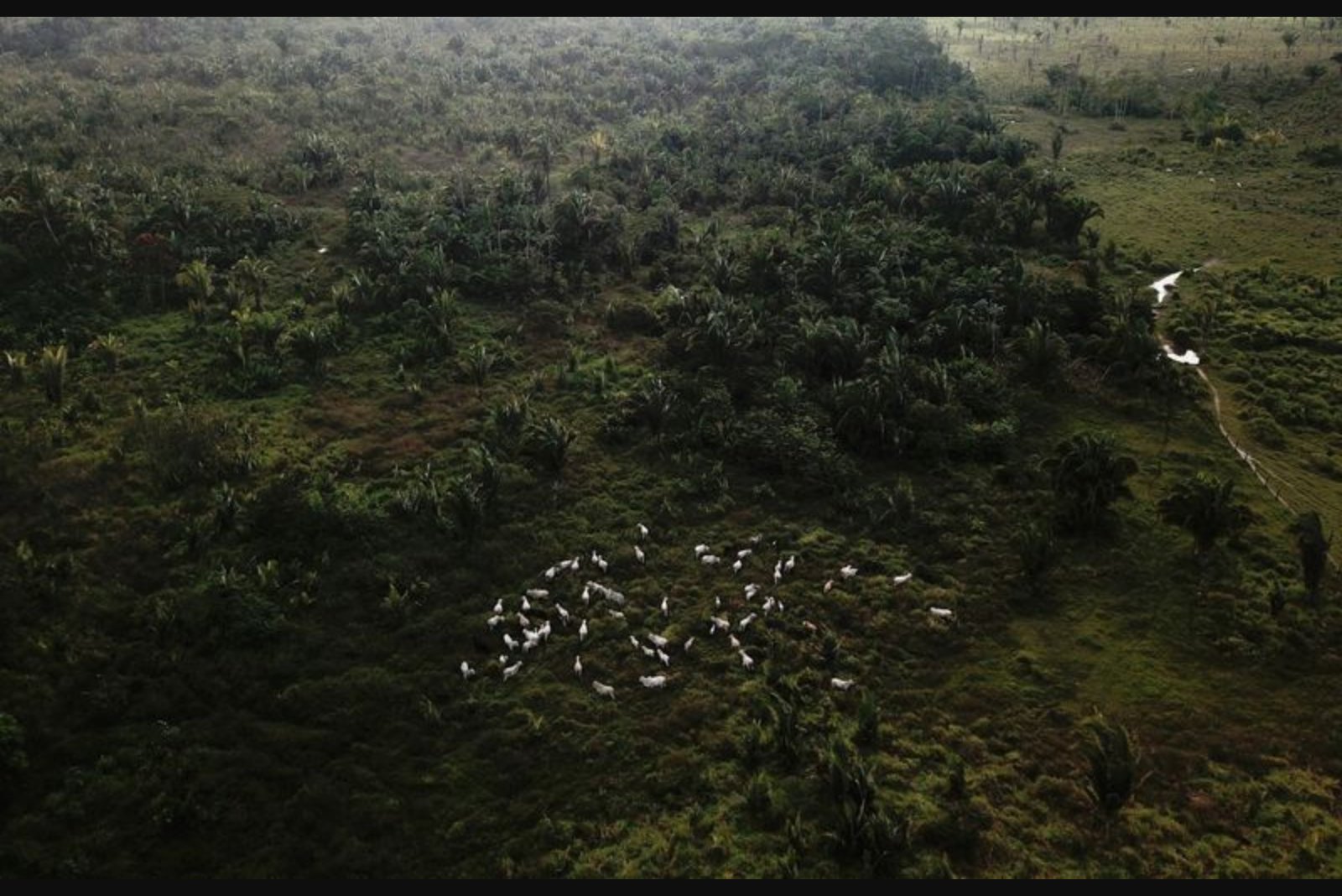 Chinese Buyers Push for Certified 'Deforestation-Free' Brazilian Beef, Testing Traceability Limits