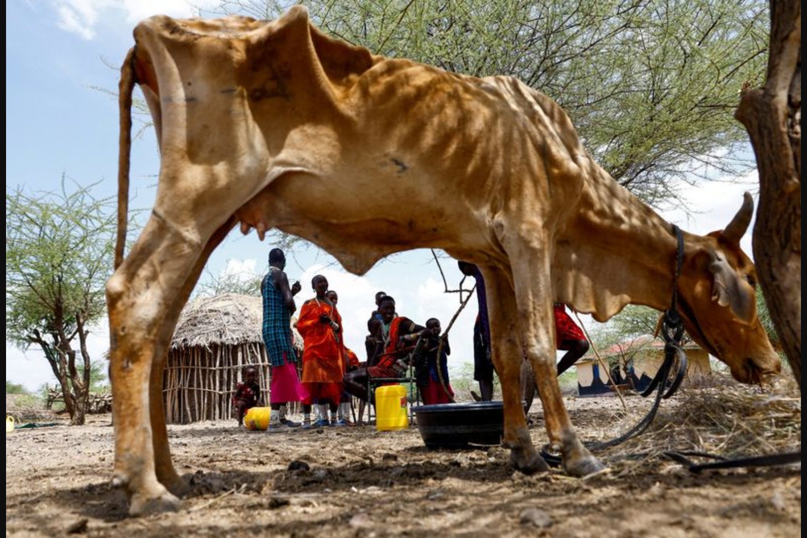 Drought Creeps Into Kenya’s Near-Nairobi Pastoral Lands, Leaving Herders Devastated