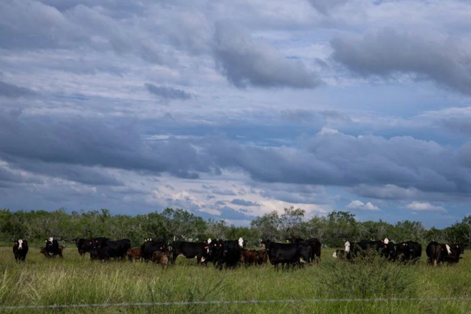 Border closure and screwworm outbreak reshape North American beef chain - Mexican producers expand as U.S. feeders contract