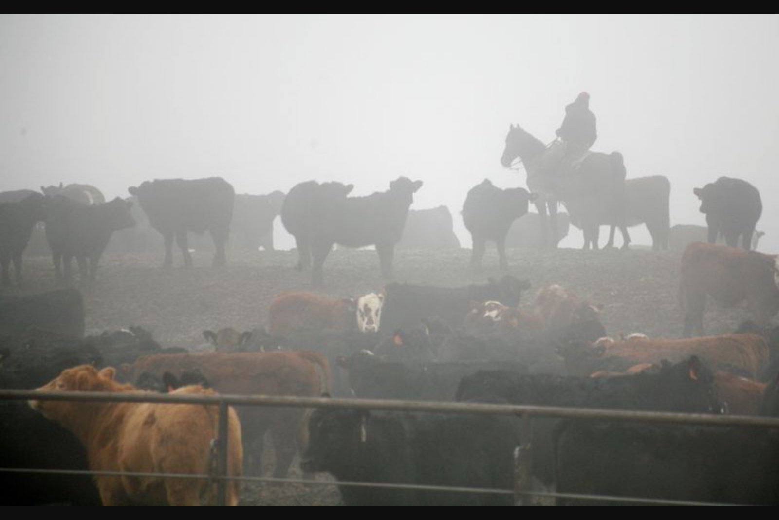 Tyson CFO: U.S. Cattle Herd Recovery Is Uneven, Keeping Supplies Tight