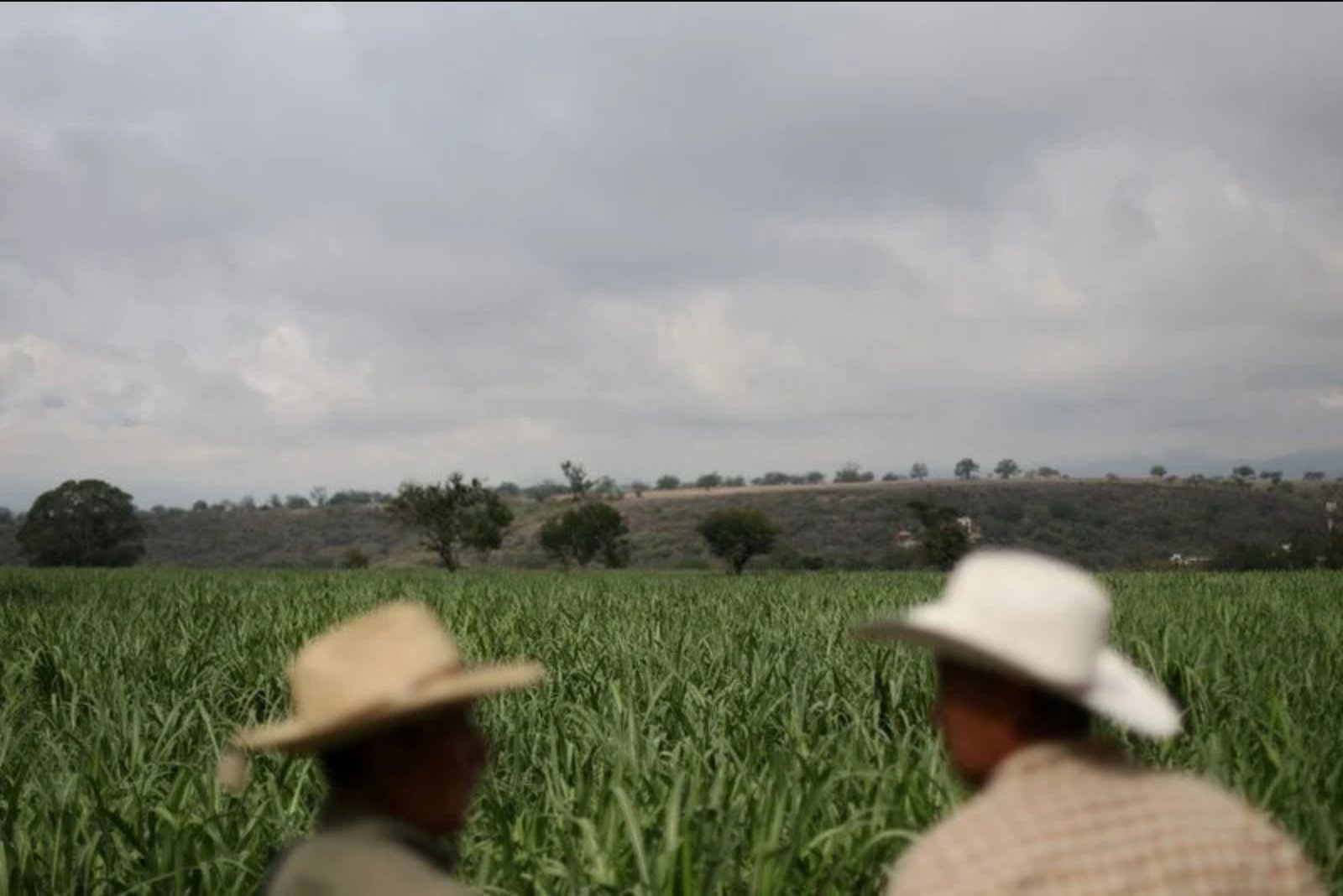 Mexican Sugar Sector Seeks End to U.S. Import Caps, Eyes Anti-Dumping Action on Fructose