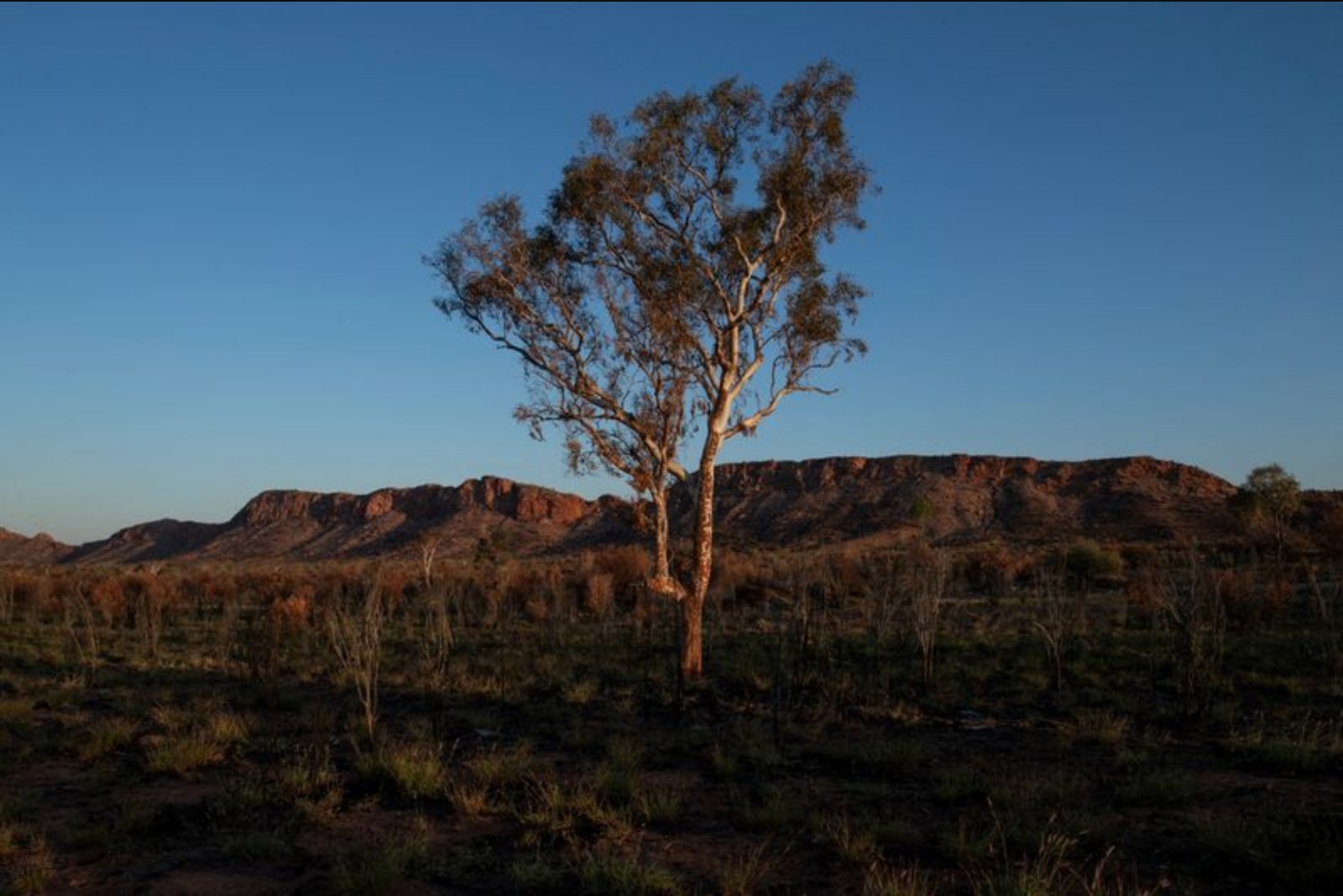 Climate-driven habitat loss could imperil many of the world’s familiar plants by 2100