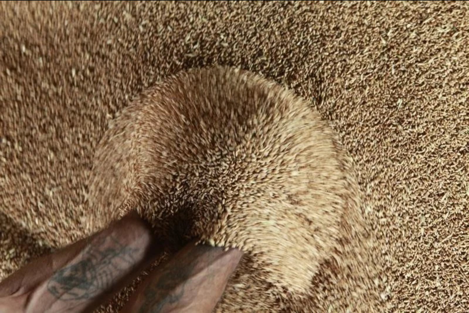Wheat Prices Pull Back After Turkey Unveils Black Sea Passage Plan