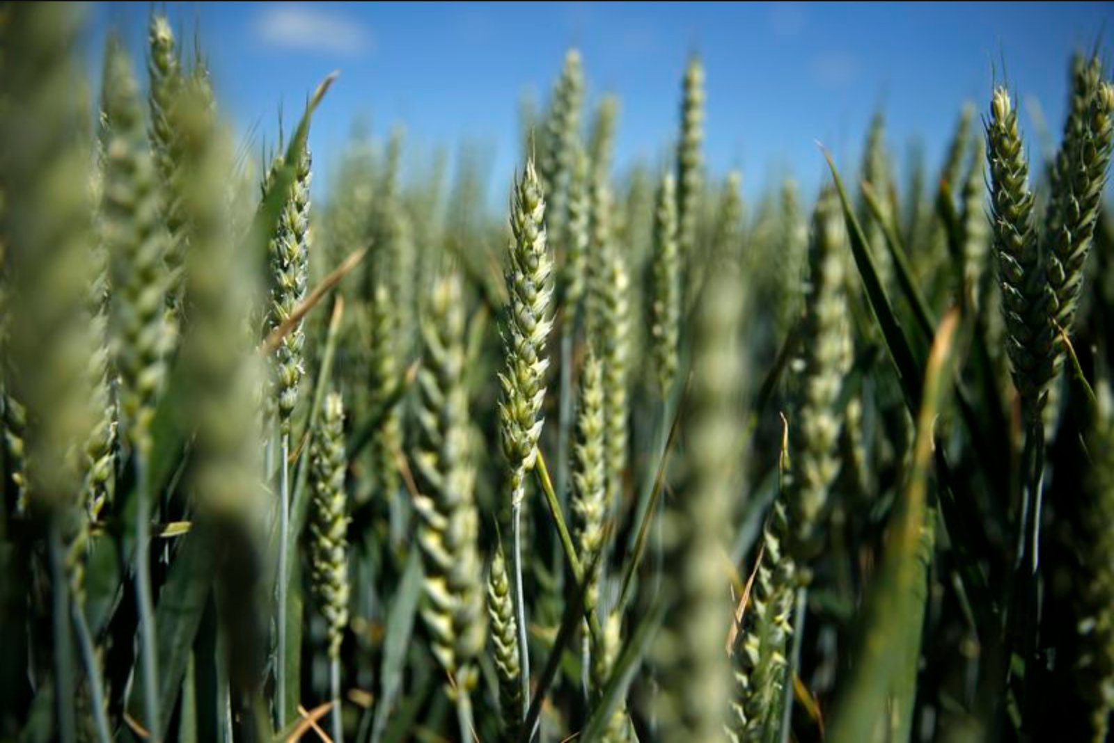 Funds Trim Net Longs in Euronext Milling Wheat; Rapeseed Positions Also Shift