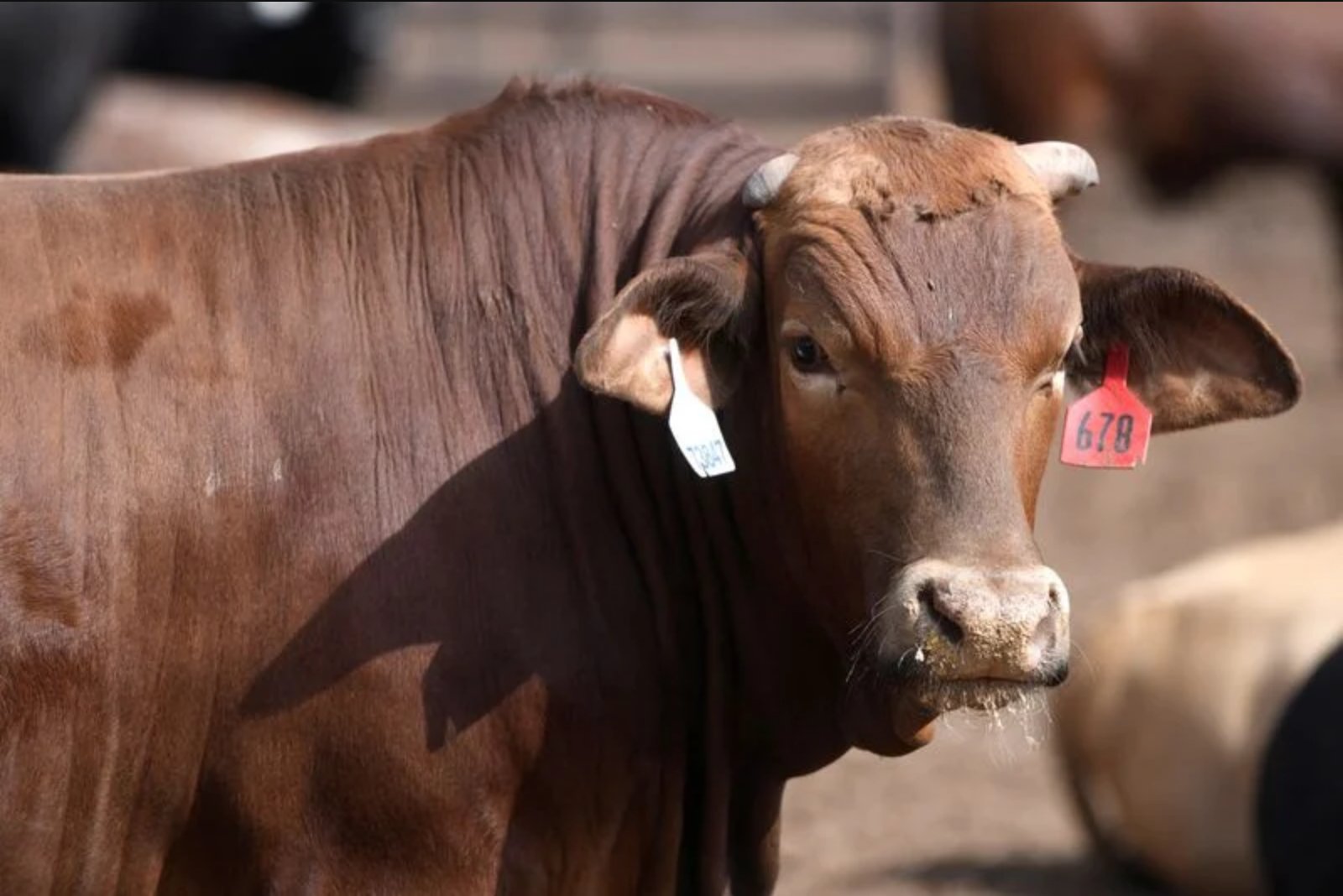 Administration Increases Import Quota for Lean Beef Trimmings, Citing Soaring U.S. Prices