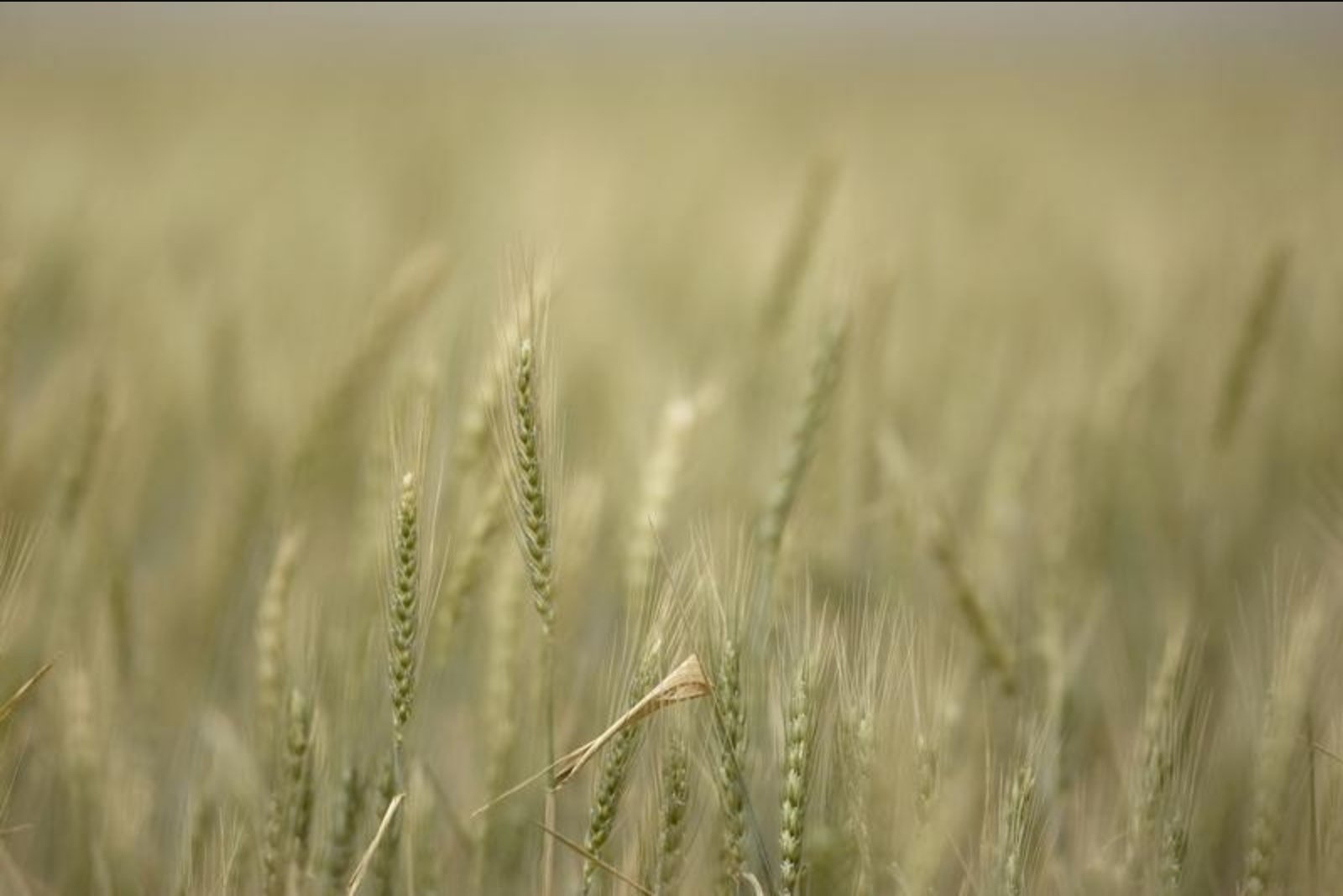 Euronext Wheat Climbs 4% After USDA Flags Smallest U.S. Crop Since 1972