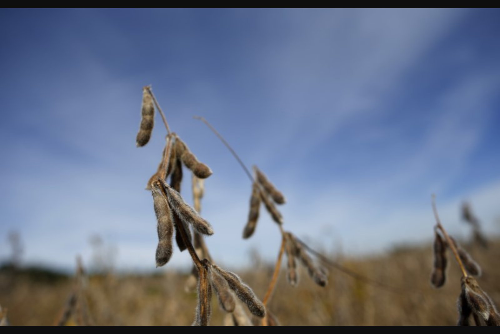 U.S. Soybean Prices Slide to Two-Week Low After Beijing Meeting Yields No Farm Deals