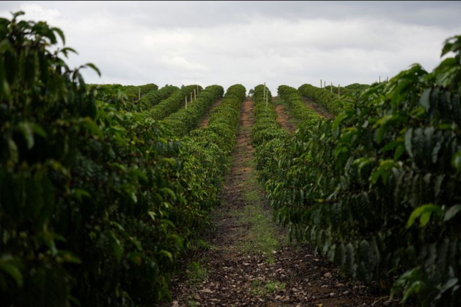 Brazil Poised for Record Coffee Exports as El Nino Looms