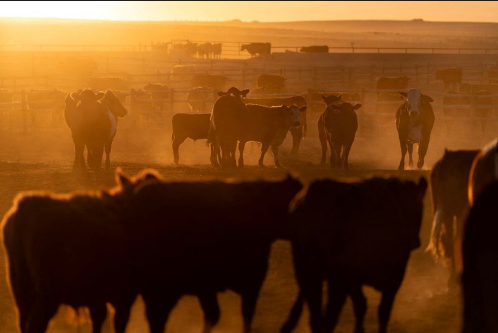 U.S. Cattle Industry Seeks Revival of China Market Ahead of Trump-Xi Summit