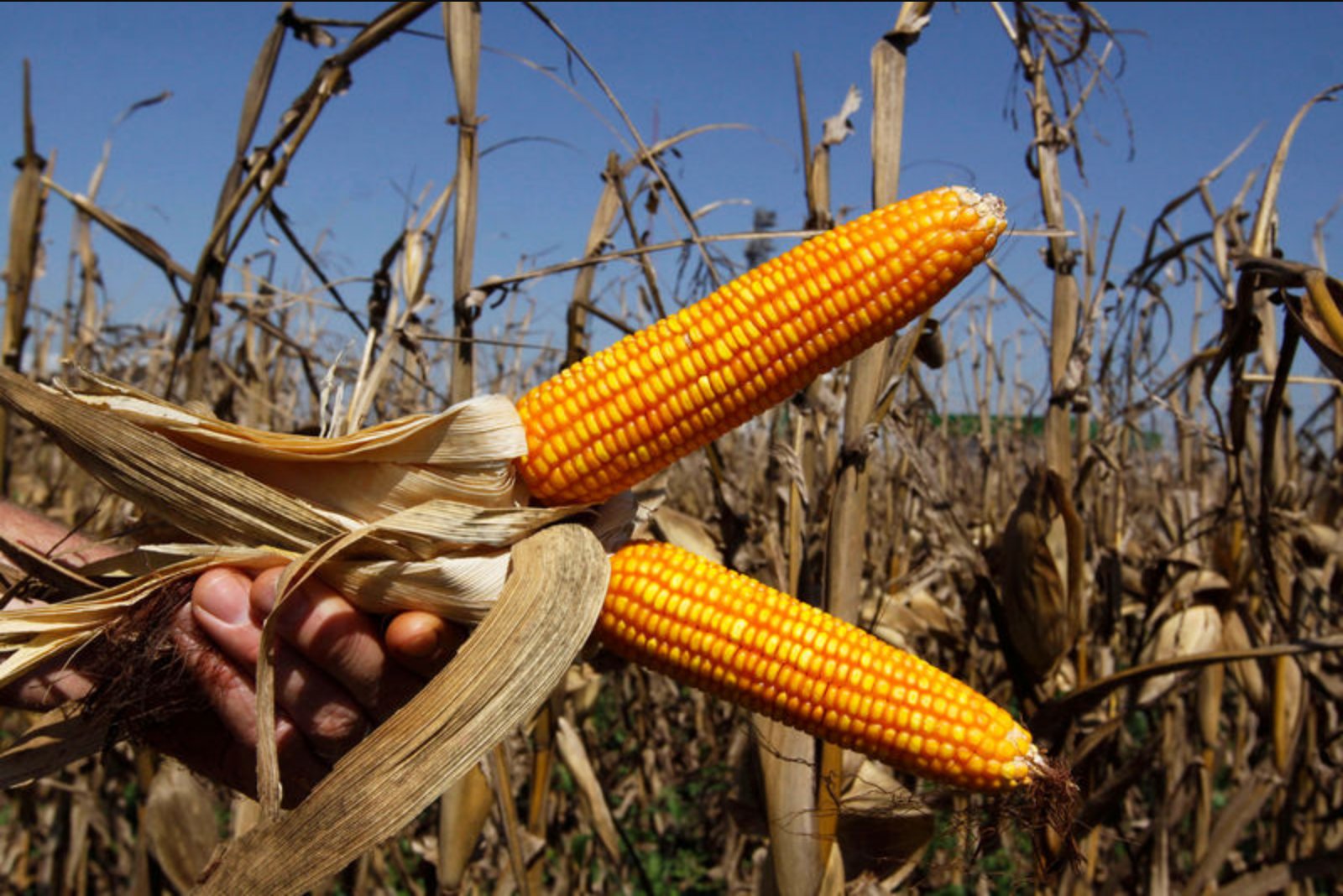 Corn futures hold steady as markets await outcome of U.S.-China summit
