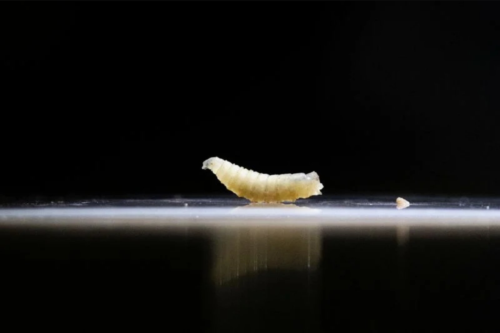 New World Screwworm Found in New Mexico Horse as USDA Moves to Reopen Livestock Crossing