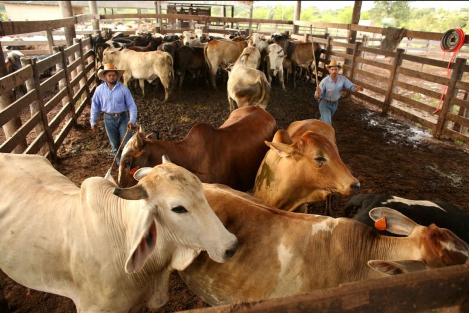 Frigol Plans 60% Boost in Beef Output Through Rondonia Slaughterhouse Agreements