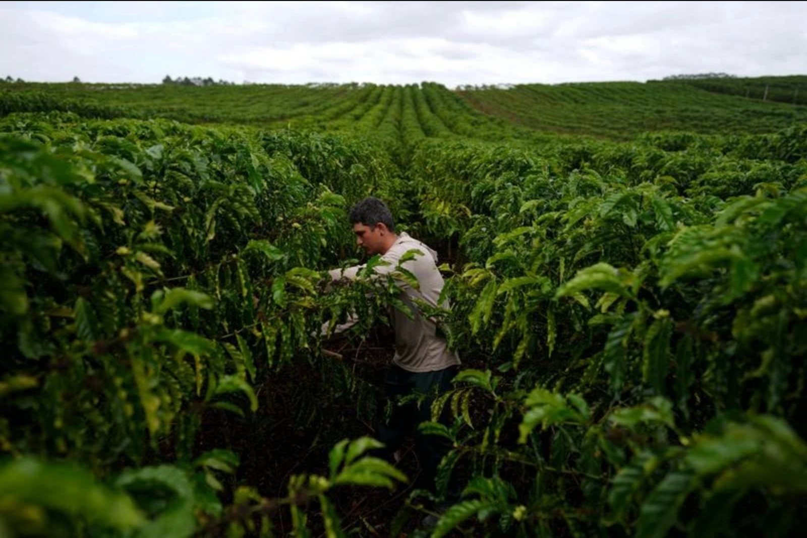 U.S. Coffee Sector Urges Continuation of Brazil Green-Bean Tariff Exemption