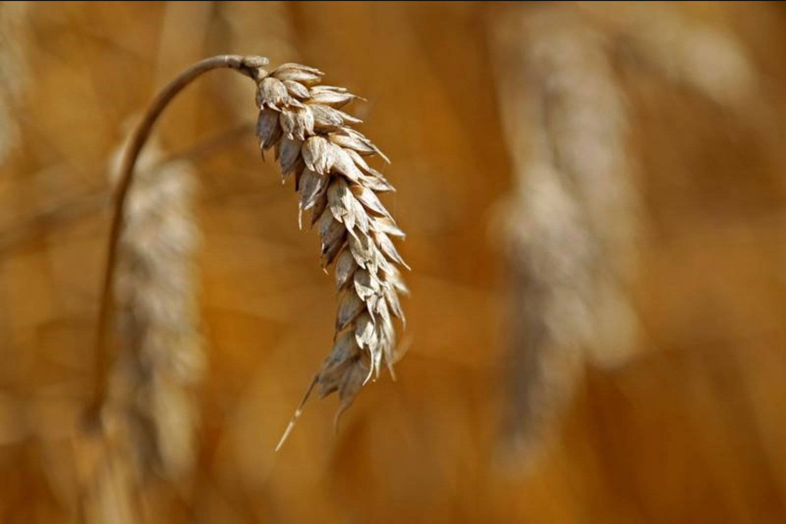 Chicago Grain Futures Retreat as Profit-Taking and Farmer Sales Offset Recent Gains
