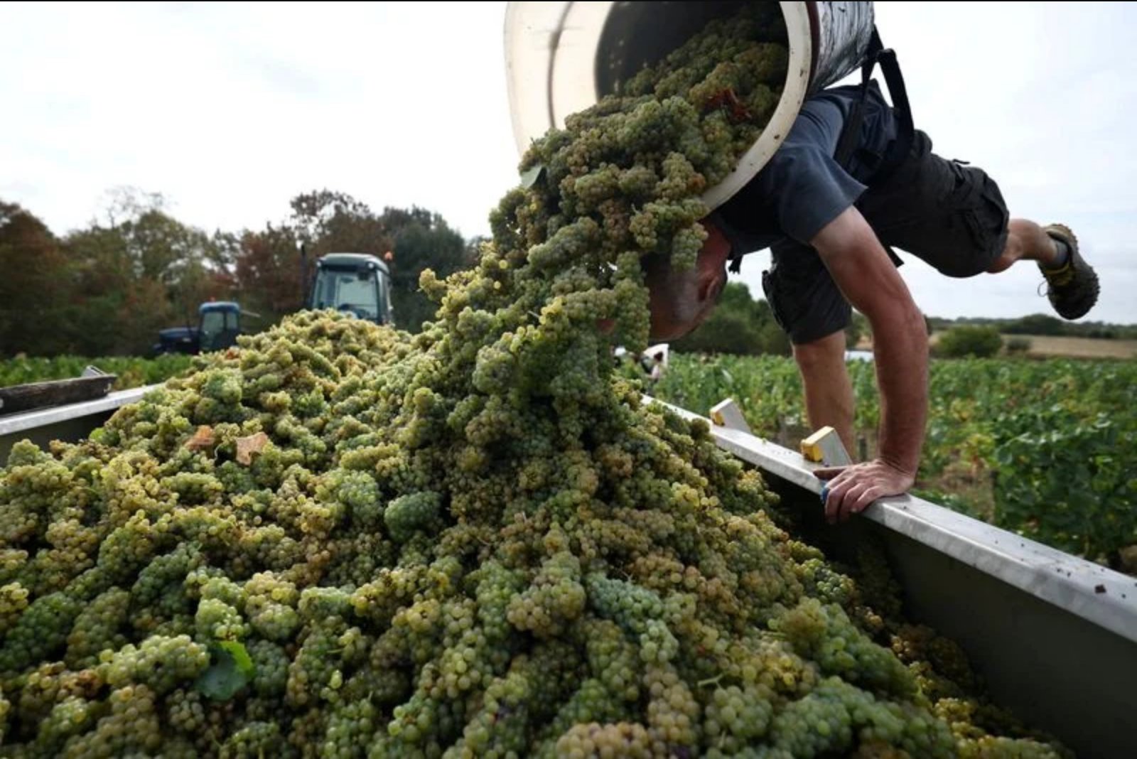 French wine exporters warn 100% US tariff threat would hit export-dependent industry