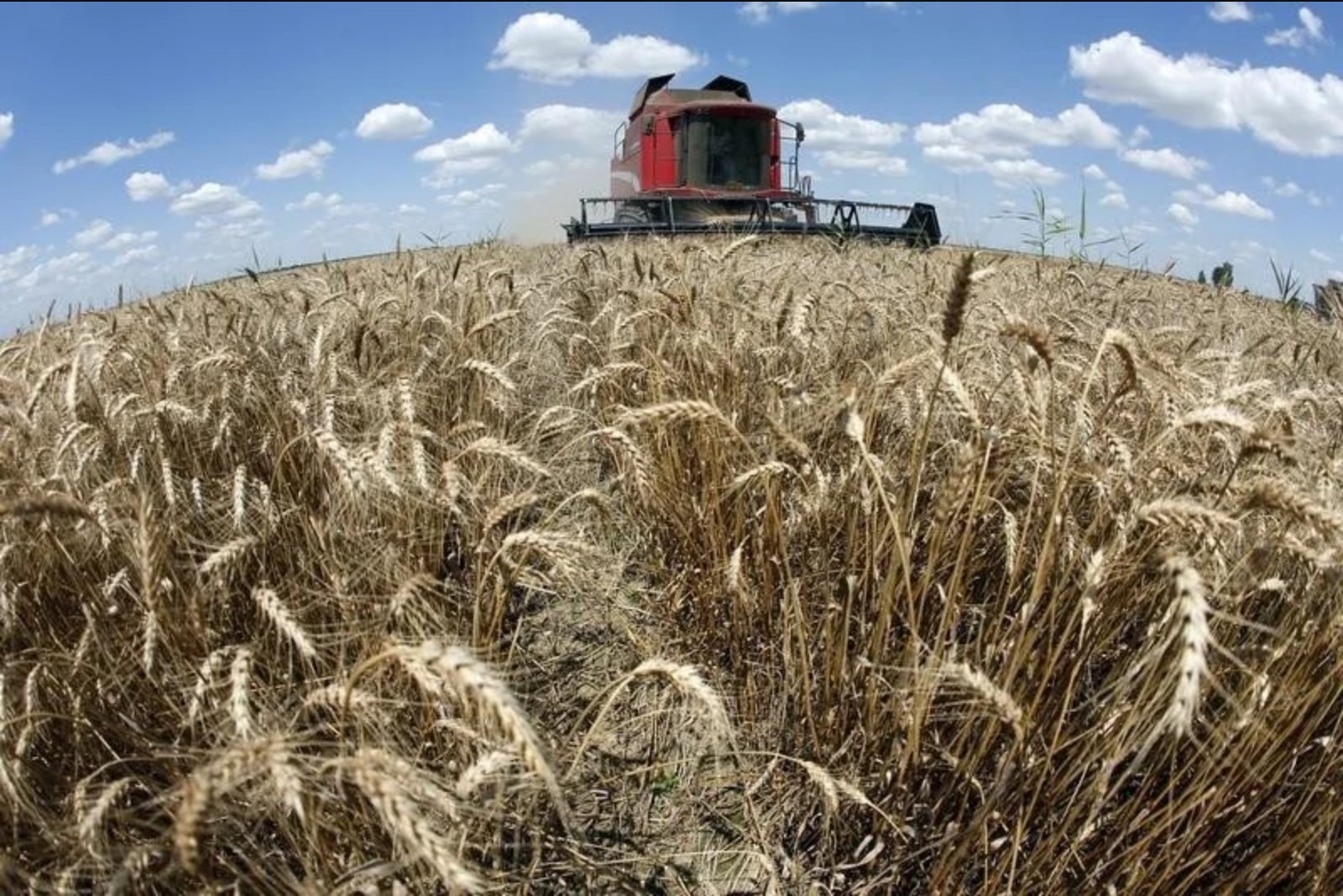 European Wheat Slides to Two-Month Low as Russia Reviews Black Sea Transport Proposals